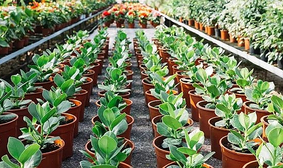 Uzun Saksı Modelleri Ve Kullanım Alanları