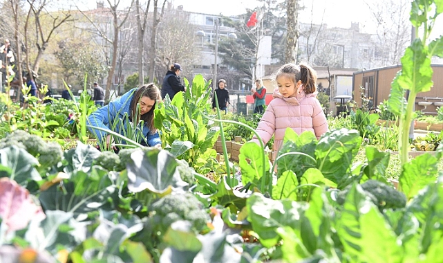 Kadıköy Bostanlarında Hasat Zamanı