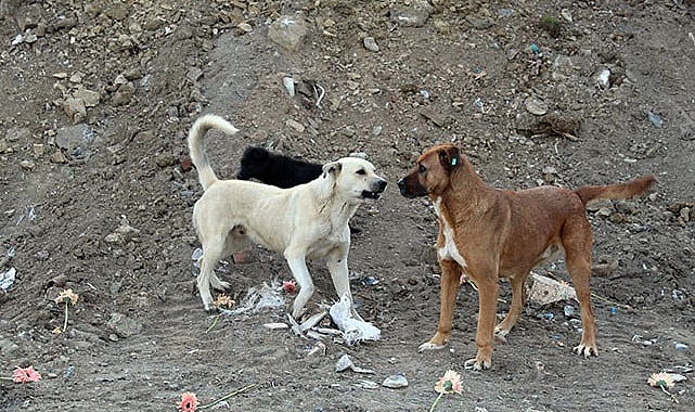 Sokak köpekleri komisyonunda veterinerlere yer verilmedi