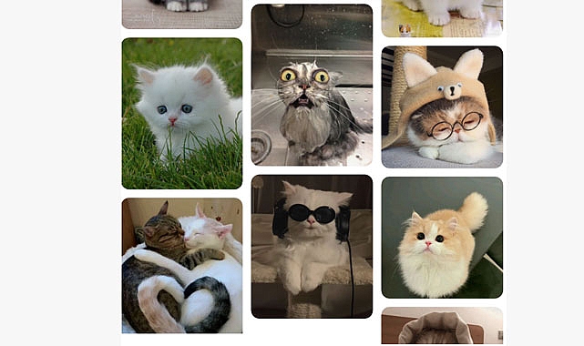 Yavru Kedi Seçimi
