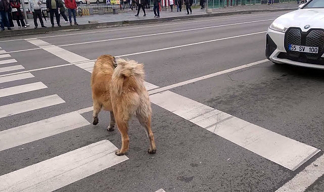 Yayalar Trafikte Can Dostları da Şaşırttı