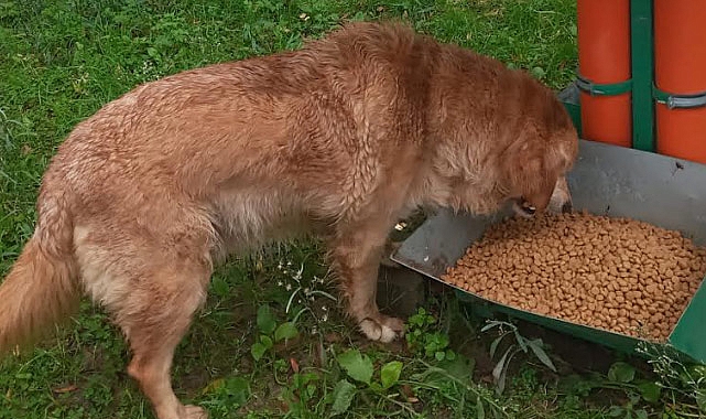 Atakum Belediyesi'nden Sokak Hayvanlarına 15 Ton Mama ve Sağlık Hizmeti