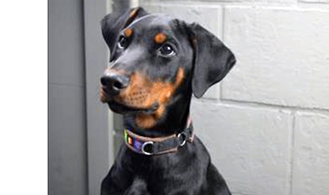 Doberman Yavru Köpeklerin Enerjik Dünyası