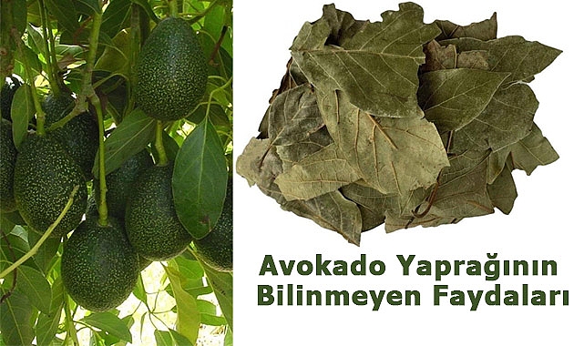 Avokado Yaprağının Bilinmeyen Faydaları Nedir?