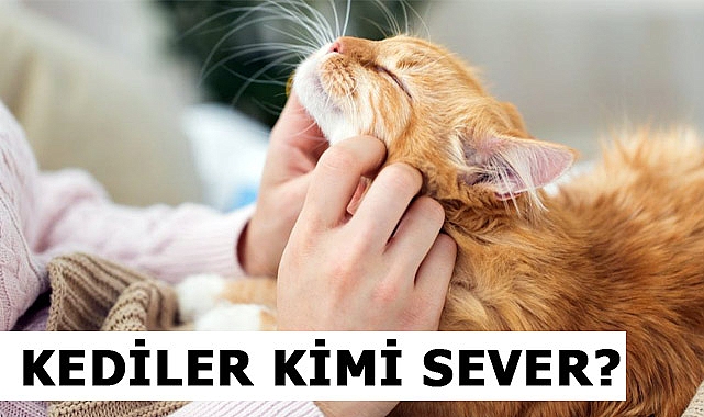Kediler Kimi Sever?