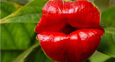 Sıcak Dudaklar (Psychotria Elata) Bitkisi Görenleri Hayrete Düşürüyor