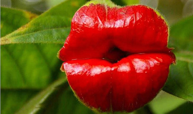 Sıcak Dudaklar (Psychotria Elata) Bitkisi Görenleri Hayrete Düşürüyor