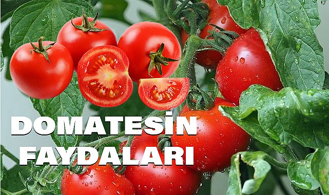 Domatesin insan sağlığına faydaları nedir?