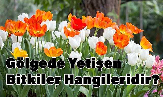 Gölgede kalan mezarlar için hangi çiçekler dikilmeli
