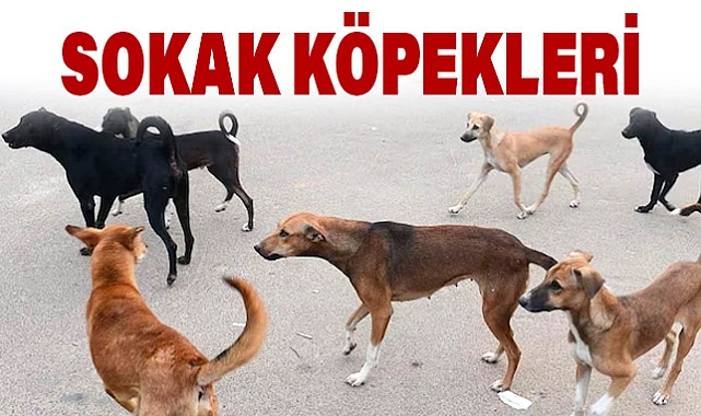 Başıboş Köpeklerin Yarattığı Dört Temel Sorun ve Kuduz Riski