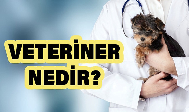 Veteriner Nedir, Ne Yapar?