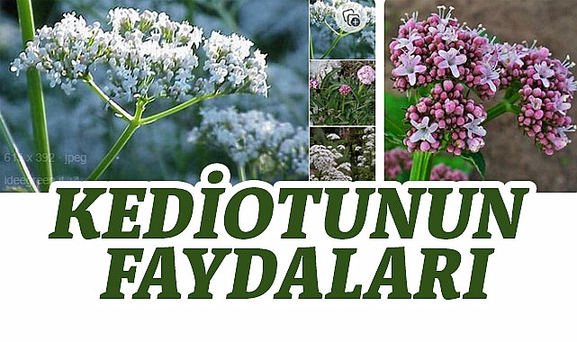 Kediotu: Doğanın Sunduğu Şifalı Bitki