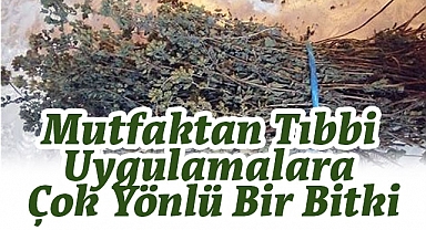 Kekik: Mutfaktan Tıbbi Uygulamalara Çok Yönlü Bir Bitki