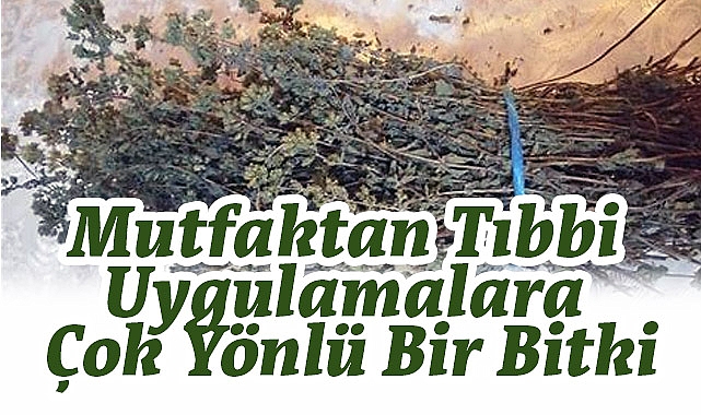 Kekik: Mutfaktan Tıbbi Uygulamalara Çok Yönlü Bir Bitki