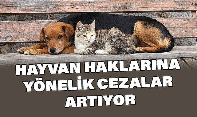 Hayvan Haklarına Yönelik Cezalar Artıyor