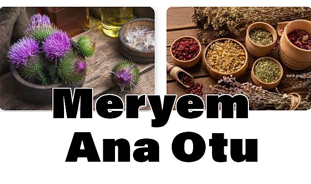 Meryem Ana Otu Hakkında Merak Edilenler