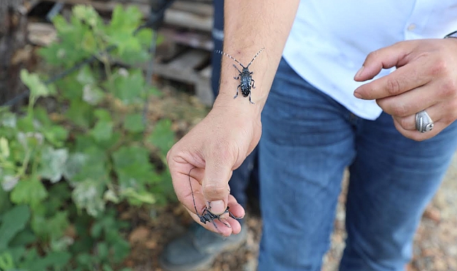 Muğla'da Turunçgil Uzun Antenli Böceği ile Mücadele Başladı