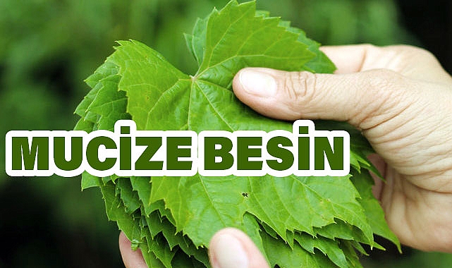 Üzüm Yapraklarının Sağlığa Faydaları: Bir Mucize Besin