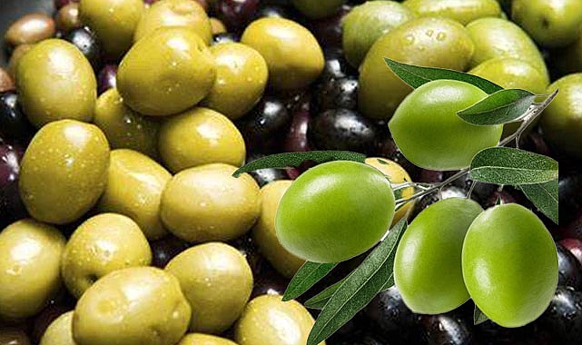 Zeytin: Tarihi, Üretimi ve İşleme Süreci