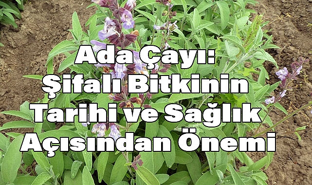 Ada Çayı: Şifalı Bitkinin Tarihi ve Sağlık Açısından Önemi