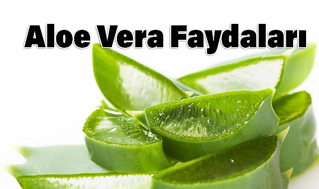 Aloe Vera Nedir, Sağlığa Faydası Nelerdir?