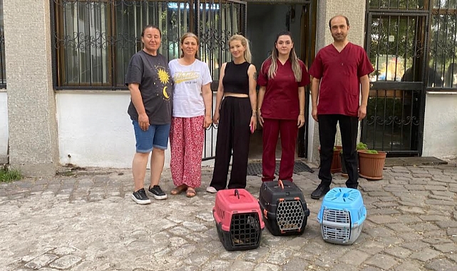 Sokaktaki Kedilerin Sağlığına Destek