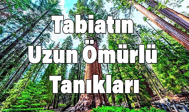 Ağaçların Yaşam Süreleri: Tabiatın Uzun Ömürlü Tanıkları