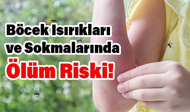 Böcek Isırıkları ve Sokmalarında Ölüm Riski! İlk 20 Saniye Kritik