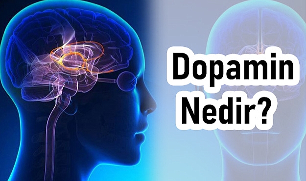 Dopamin: Beynin Mutluluk Hormonu ve İşlevleri