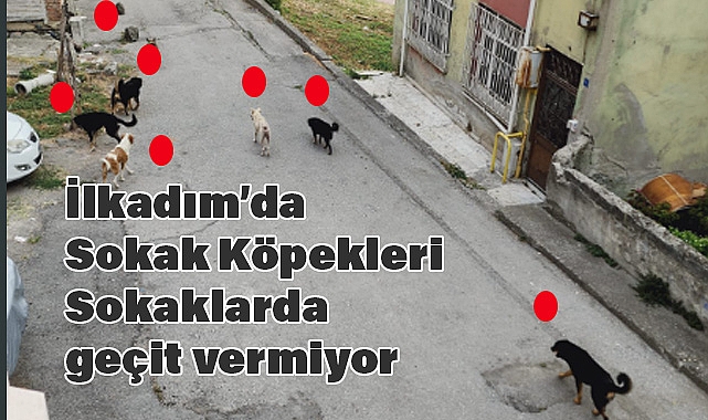 İlkadım'da Sokak Köpekleri Tehlike Saçıyor; Vatandaşlar Acilen Önlem Bekliyor