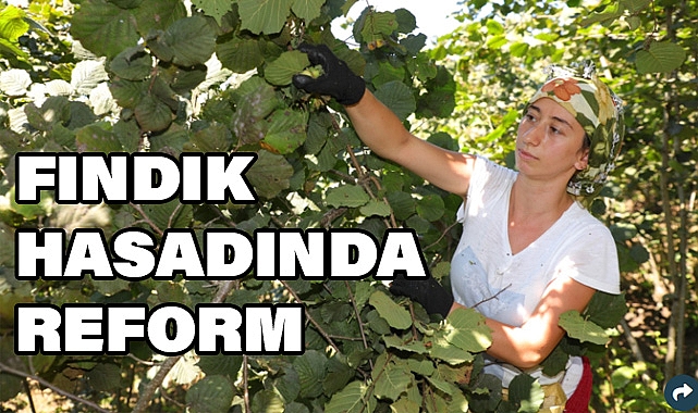 Ordu’da 'Fındık Dalda Aklın İşçide Kalmasın' Projesi 5. Yılında