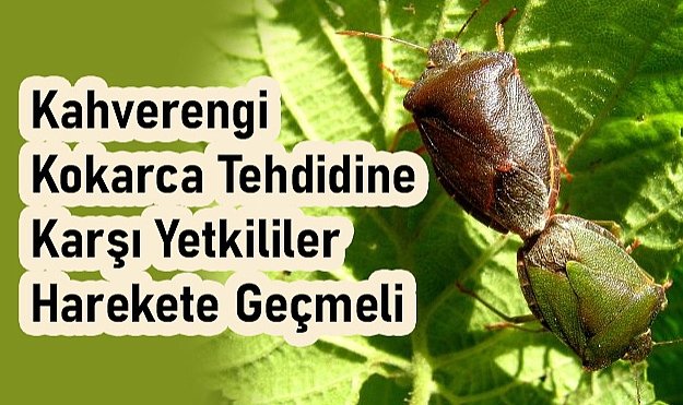 Sevdamız Samsun'dan 'Kahverengi Kokarca' için Acil Çağrı