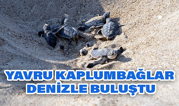 Çevre Bakanlığı’ndan Deniz Kaplumbağalarına Büyük Destek