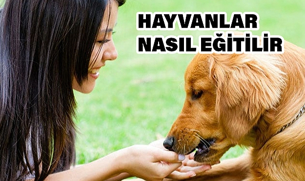 Evcil Hayvanınıza Temel Komutlar Nasıl Öğretilir?