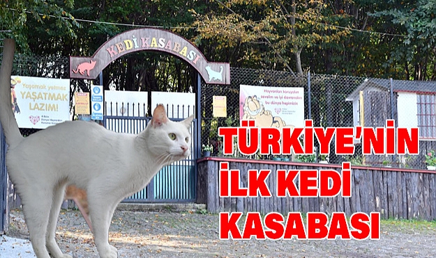 Türkiye'nin İlk Kedi Kasabası Örnek Proje Oldu