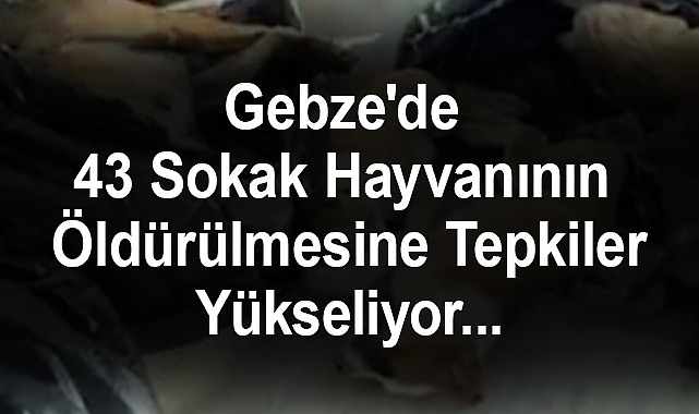 Gebze'de 43 Sokak Hayvanının Öldürülmesi Tepki Çekti