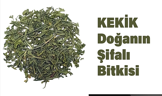 Kekik: Doğanın Şifalı Bitkisi