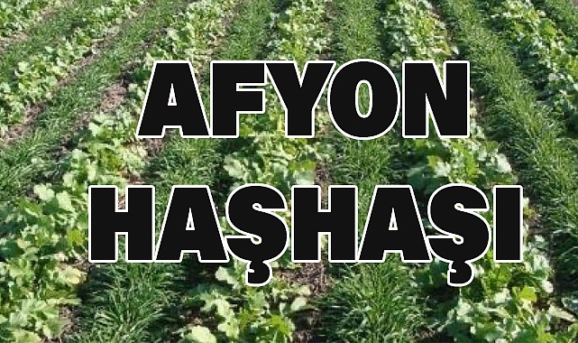 Afyon Haşhaşı