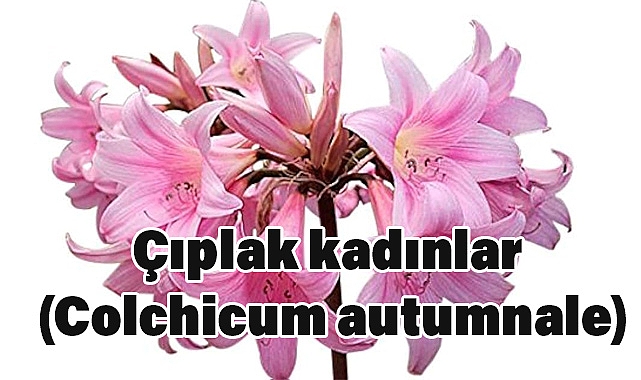 Çıplak Kadınlar Çiçeği (Colchicum autumnale)