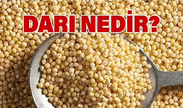 Darı Nedir?