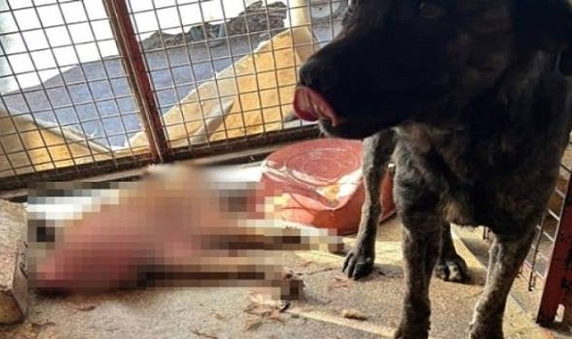 Hayvanseverler Mamak Barınağında Nöbet Tutuyor