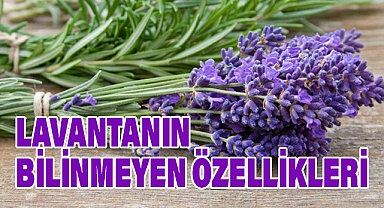 Lavantanın Bilinmeyen Mucizeleri