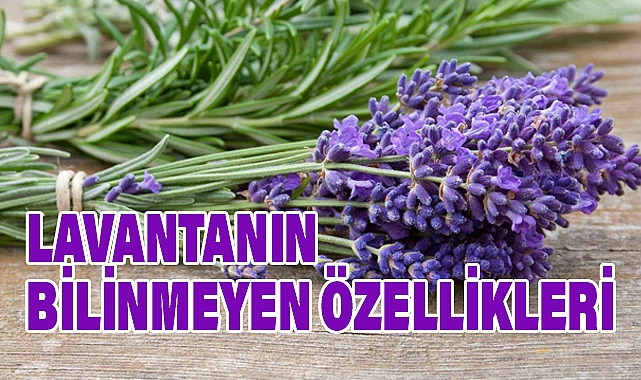 Lavantanın Bilinmeyen Mucizeleri