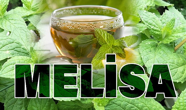 Melisa Çayı ve Bitkisi: Faydaları, Yetiştiği Bölgeler ve Kullanım Alanları