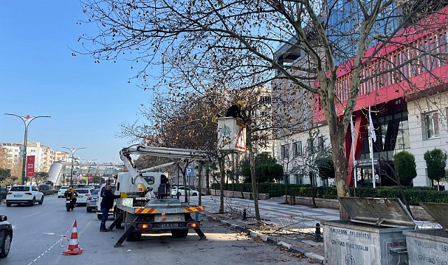 Mimar Sinan Bulvarı’ndaki çınar ağaçlarına kış bakımı yapıldı