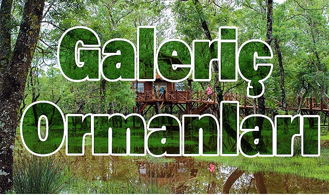 Galeriç Ormanları: Yörükler’in Doğal Hazinesi