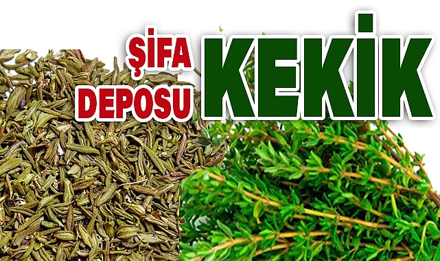 Kekik: Türleri ve Şifa Dolu Faydaları