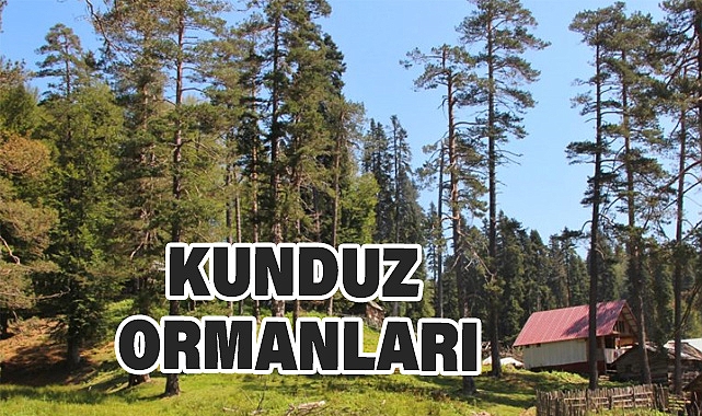 Kunduz Ormanları: Vezirköprü'nün Saklı Cenneti