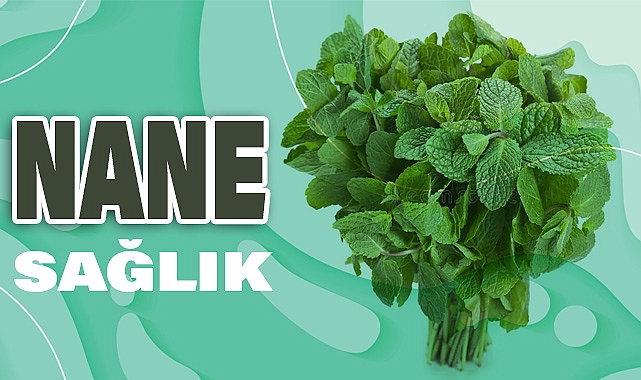 Nane Nedir? Nerede Yetişir ve Sağlık Açısından Faydaları Nelerdir?