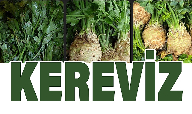 Kereviz: Faydaları, ve Çeşitli Kereviz Yemekleri
